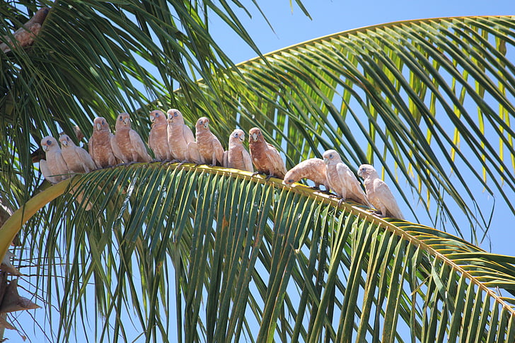 птици, Слънчев, тропически, папагали, палмово дърво