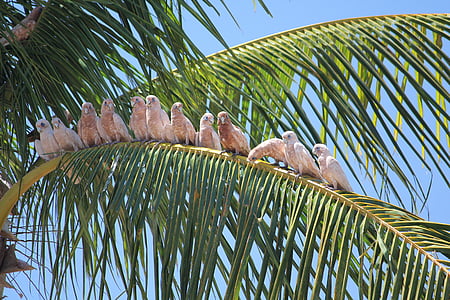 aves, ensolarado, tropical, papagaios, palmeira