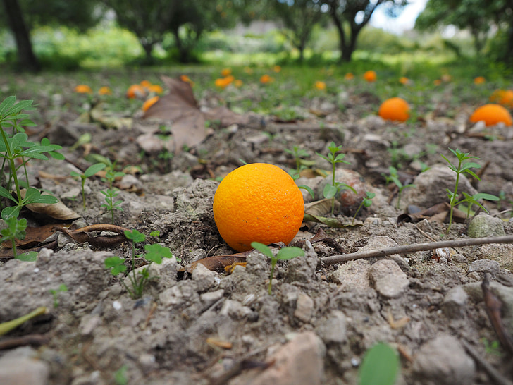 oranžna, sadje, zrel, nepričakovani, Nasadi citrusov, zdravo, vitamini