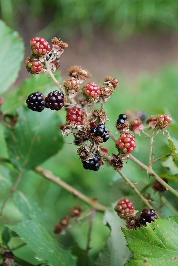 blackberries, september, berry, thorns, bush