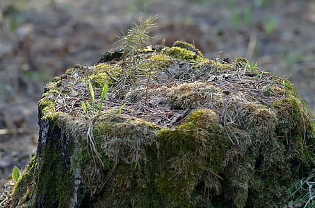 stumpf, Frühling, Wald, Natur, Closeup, im Wald, Spaziergang