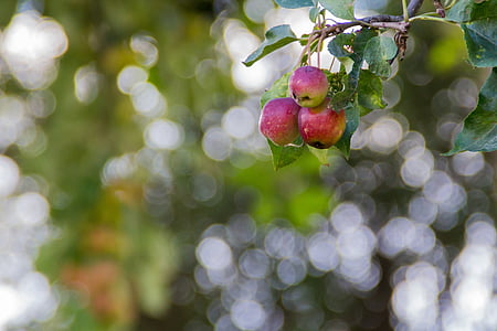 τα μήλα, Apple, υποκατάστημα με μήλα, φρούτα, Λυπημένο, δέντρο, φύση