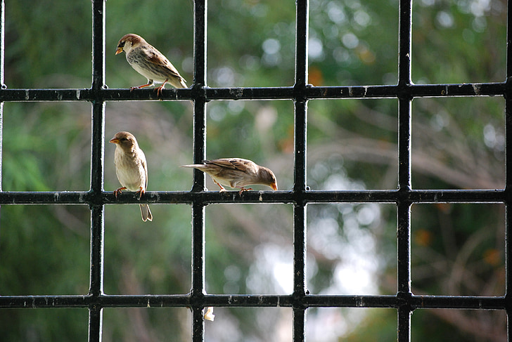 σπουργίτι, παράθυρο, πουλιά, φύση, φάτε, πουλί, ζώο