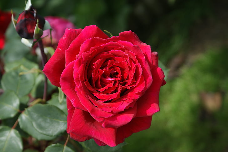 Rosa, červená, kvet, Záhrada, lístkov
