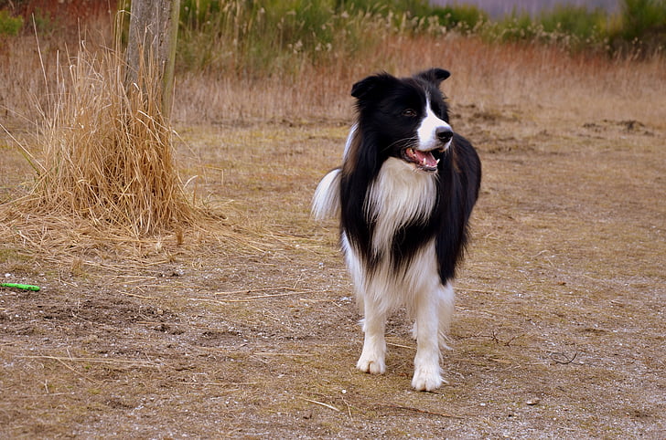 câine, Herding câine, ciobănesc de britanic, de frontieră collie, un animal, animale de companie, animale teme