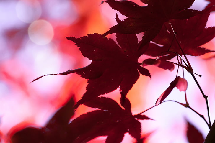 Javor, jesen, list, Crveni, lišće, bojanje, svijetle