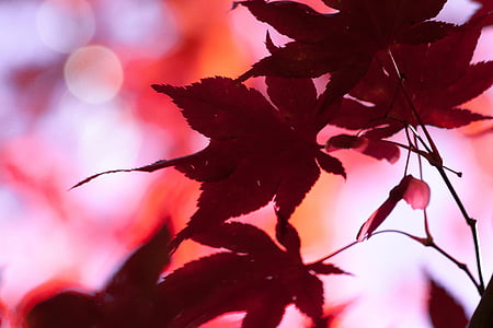érable, automne, feuille, rouge, feuilles, Coloriage, brillant