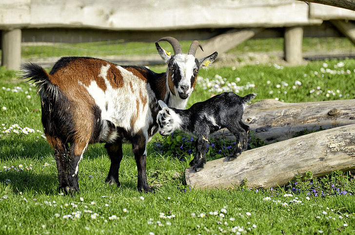 животните, коза, младите животни, ферма, бозайници, домашни кози, агнета