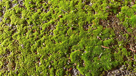 Moss, växande, på, sökväg, naturen, bakgrunder, grön färg