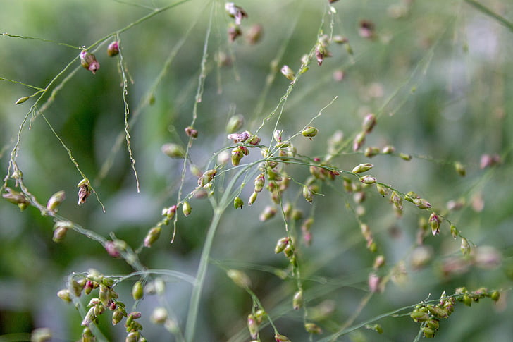 entelar, natura, fullatge, flors