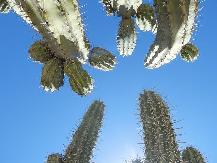 kaktus, nebo, plava, divlje, pustinja, sušnim, krajolik