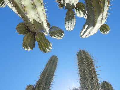 cactus, sky, blue, wild, desert, arid, landscape