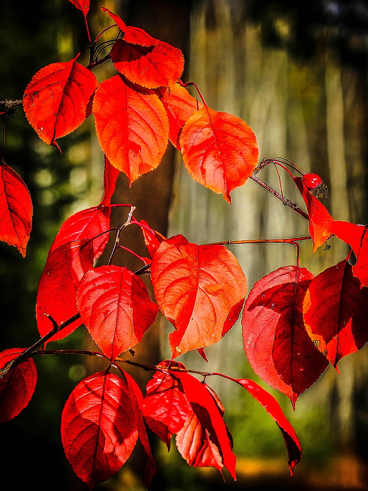 autumn, fall, red, leaves, tree, forest, foliage