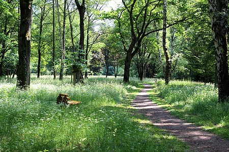 chemin forestier, Banque, reste, idylle, printemps, Forest, Meadow