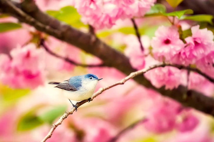 pták, volně žijící zvířata, květiny, rostliny, květy, květy, Příroda