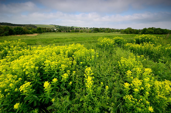 táj, Ukrajna, fű, legelő, virág, zöld, sárga