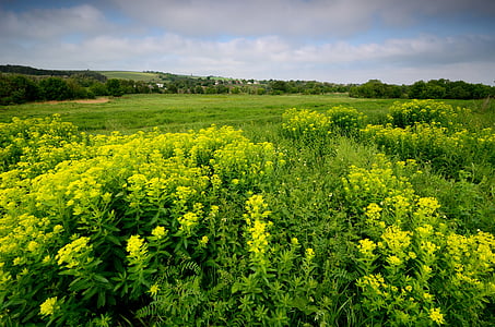 pemandangan, Ukraina, rumput, padang rumput, bunga, hijau, kuning