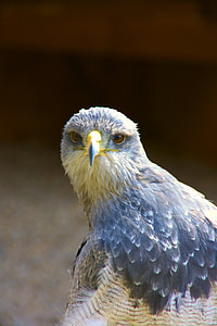 Raptor, πουλί της λείας, μπλε, πουλιά του θηράματος Εμφάνιση