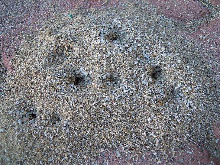 mravlje gnezdo, mravlje, luknjo, umazanijo, pesek