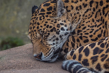Jaguar, Velika mačka, divlja mačka, mačka, Grabežljivac, mrlje, priroda