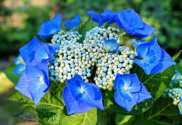 hydrangeas, hydrangea, flowers, blue, inflorescence, tender