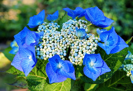 hortensia, hortensia, blomster, blå, kjørvel, anbud