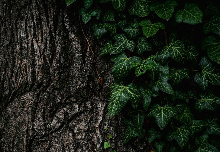 leaves, nature, plant, tree, trunk, tree trunk, growth