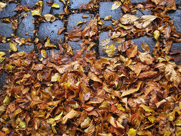 akmenimis, lapai, slidus, rudenį, šlapiame kelyje, šlapias lapai, rudenį lapija