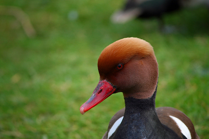 pochard, red headed pochard, duck, bird, portrait, head, close-up