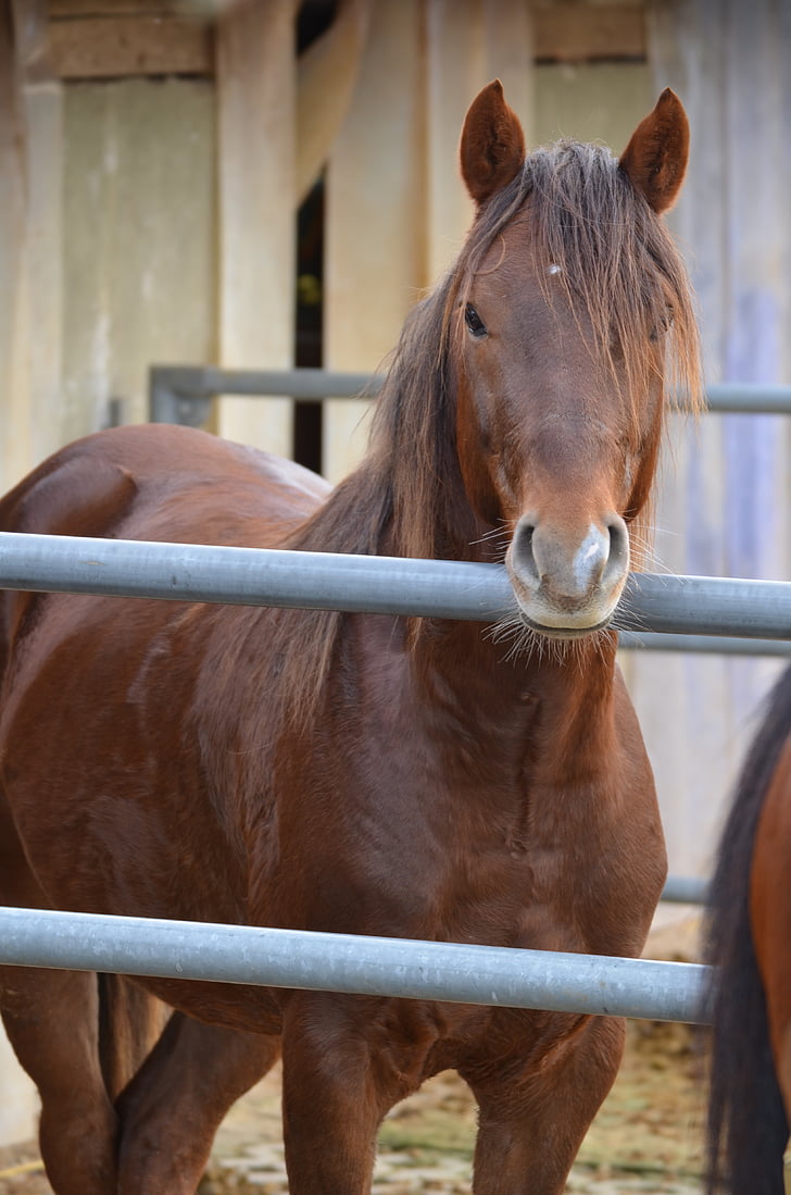 brown horse, stallion, deckhengst, stall