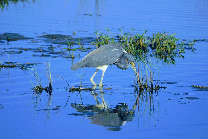 vogel, Florida, water, dier, watervogels, zwart-punt-wildlife-drive, Shorebird