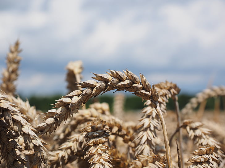 小麦, スパイク, 穀物, 粒, フィールド, 麦畑, トウモロコシ畑