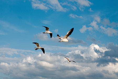 นก, นกนางนวลทะเล, นกนางนวล, โอเชี่ยน, ท้องฟ้าสีฟ้า, เมฆ