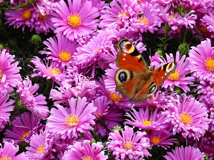 flowers, purple, nature, plant, butterfly, background, map