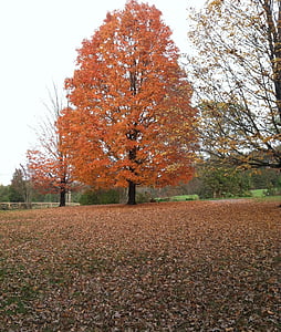 árvore de Maple, Outono, folhagem de outono, árvore de bordo laranja, laranja, folhas