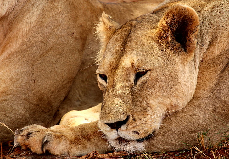 사자, tsavo, 국립 공원, 동물, 아프리카, 사파리, 광 야