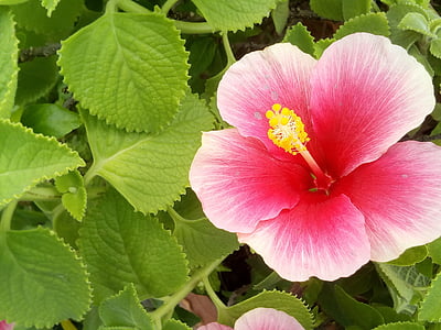 hibiscus, the pink flowers, flowers, chaba, pink, autumn leaves, bright