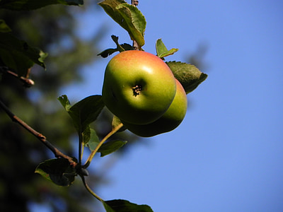 Apple, buah, pohon apel, Vitamin, Frisch, Makanan, Makan
