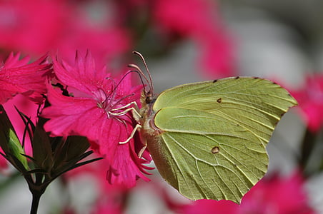 bloem, vlinder, insect, zomer, natuur, vlinder - insecten, dier