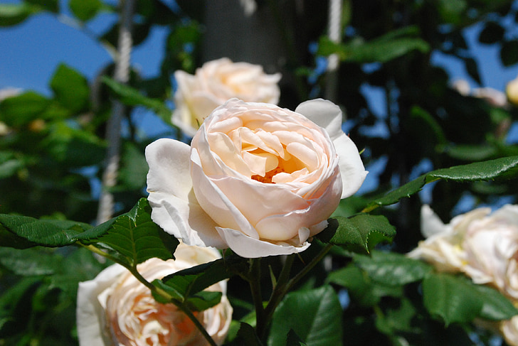 Weiße rose, Blüte, Bloom, stieg, Blume, Rosenblüte, Flora