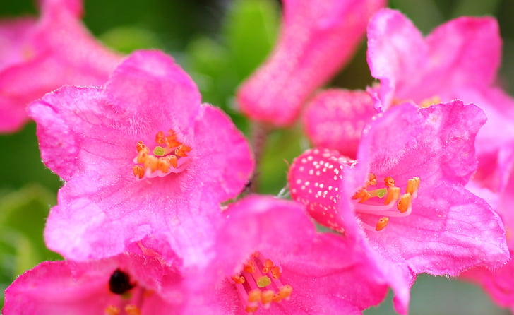 Värekarvallinen alpenrose, Alppiruusu, Blossom, Bloom, kukka, vaaleanpunainen, Rhododendron hirsutum