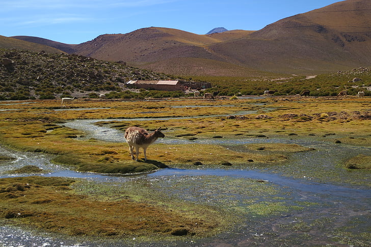 táj, fotózás, völgy, El-Tatio gejzír, Chile, állatok, ország
