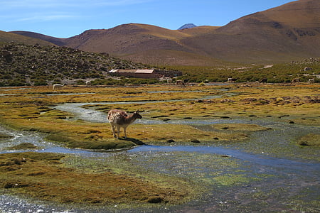 пейзаж, фотография, долината, Гейзер Ел Tatio, Чили, животни, страна