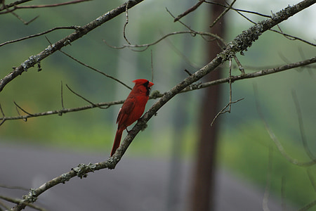 Cardeal, aves, Norte, América, Tennessee, Primavera