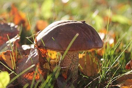 cogumelos marrons, folhas de outono, Primavera, cogumelo, fungo, natureza, close-up