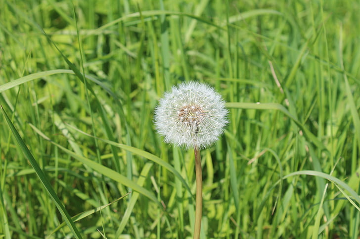 dandelion, seed head, grass, taraxacum, weed, nature, fluffy