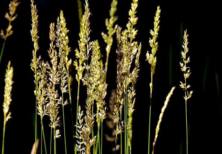 grasses, summer, nature, plant, growth, agriculture