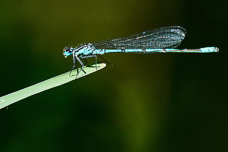 Dragonfly, narave, insektov, blizu, makro, živali, ribnik