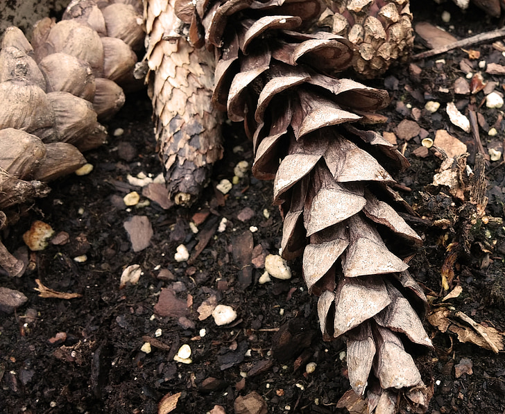 pine cones, cones, conifers, scales, strobilus, seeds, group