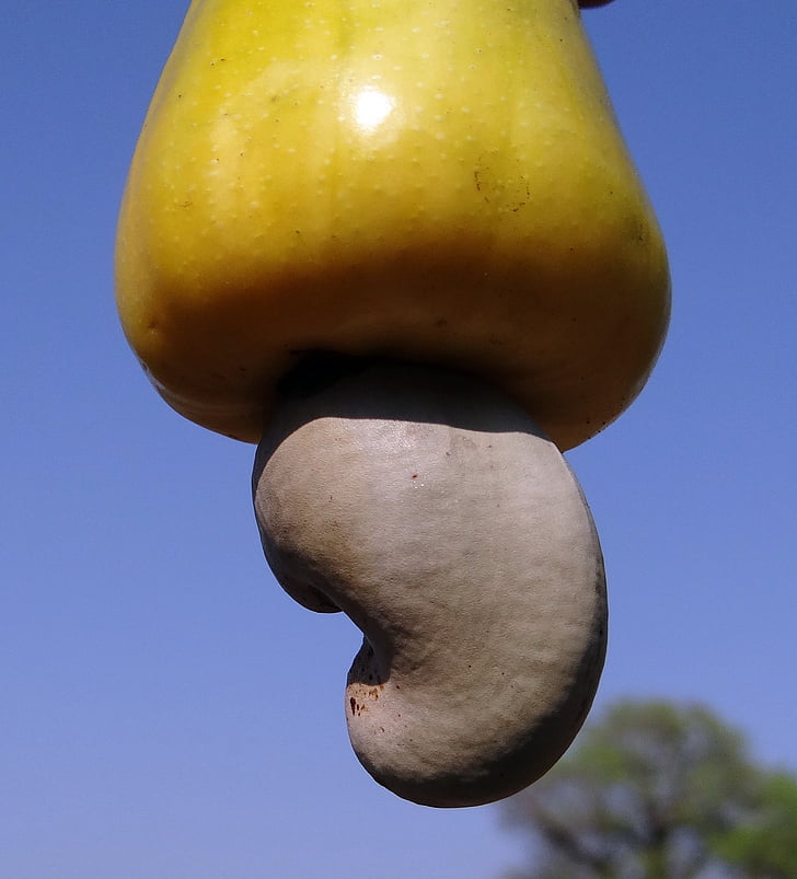 selective, focus, photography, cashew, nuts, india, tree